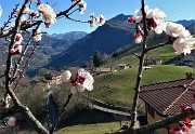 18 Fiori di melo con vista su Alino